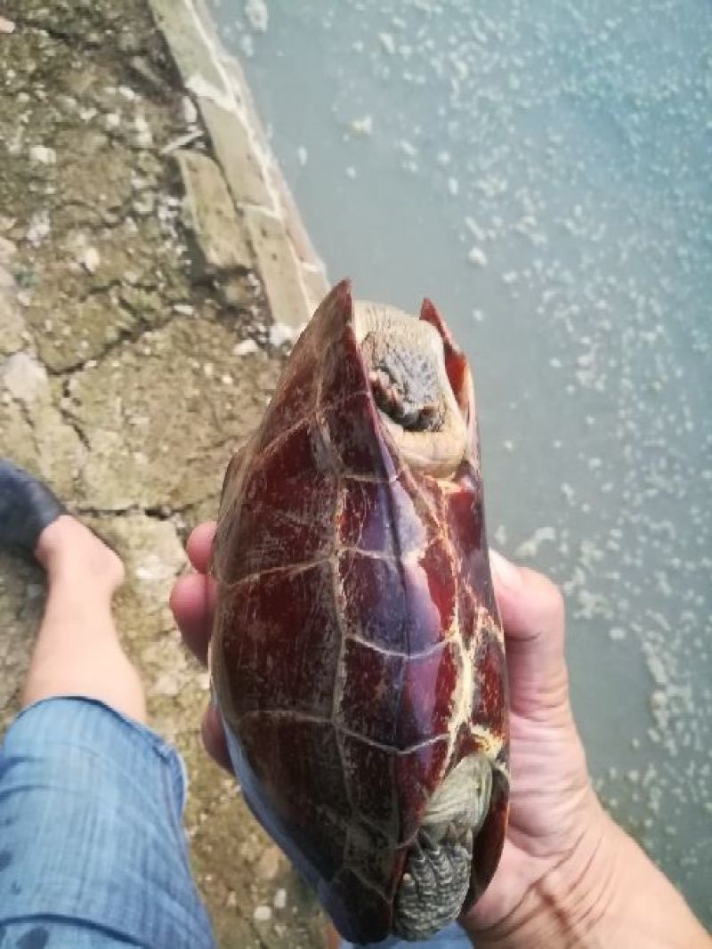甲鱼苗鱼苗