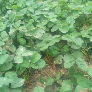 红颜草莓苗10~20cm