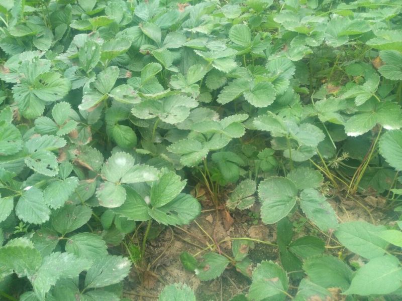 红颜草莓苗10~20cm