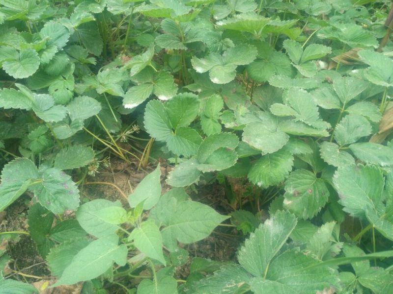 红颜草莓苗10~20cm