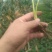 红颜草莓苗10~20cm