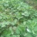 红颜草莓苗10~20cm