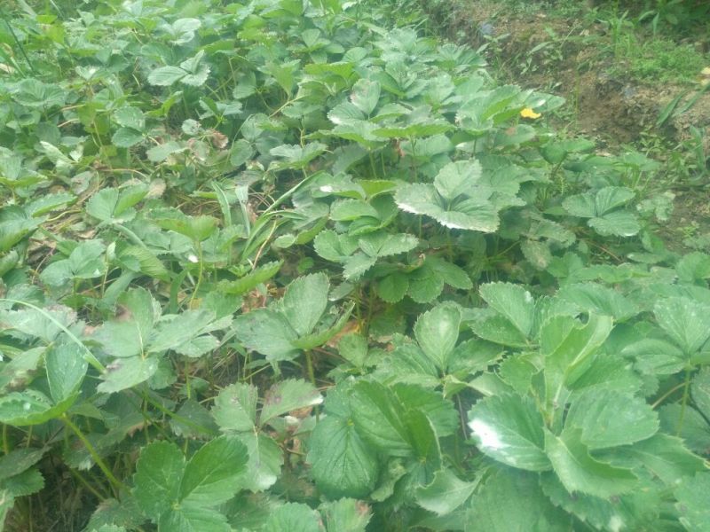 红颜草莓苗10~20cm
