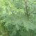 皂角树2~4cm4~6cm0.5米以下