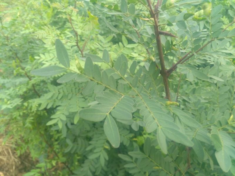 皂角树2~4cm4~6cm0.5米以下