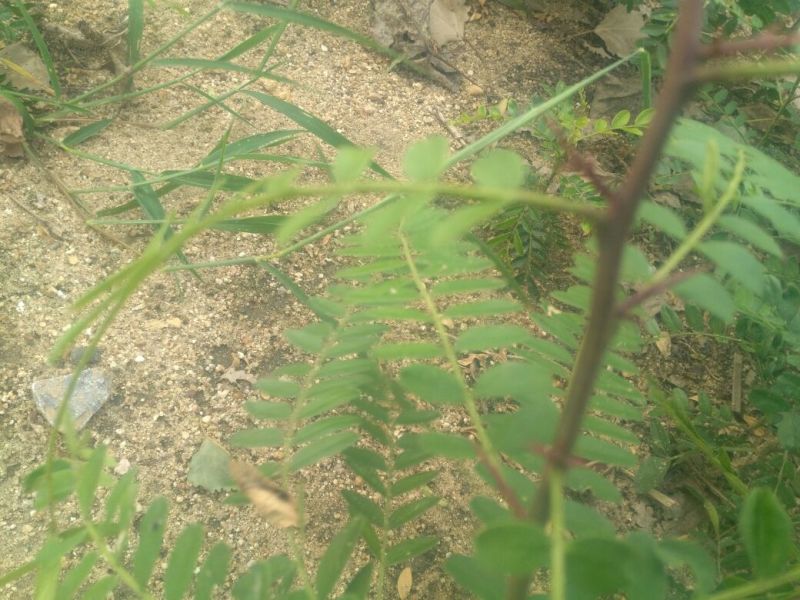 皂角树2~4cm4~6cm0.5米以下