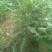 皂角树2~4cm4~6cm0.5米以下