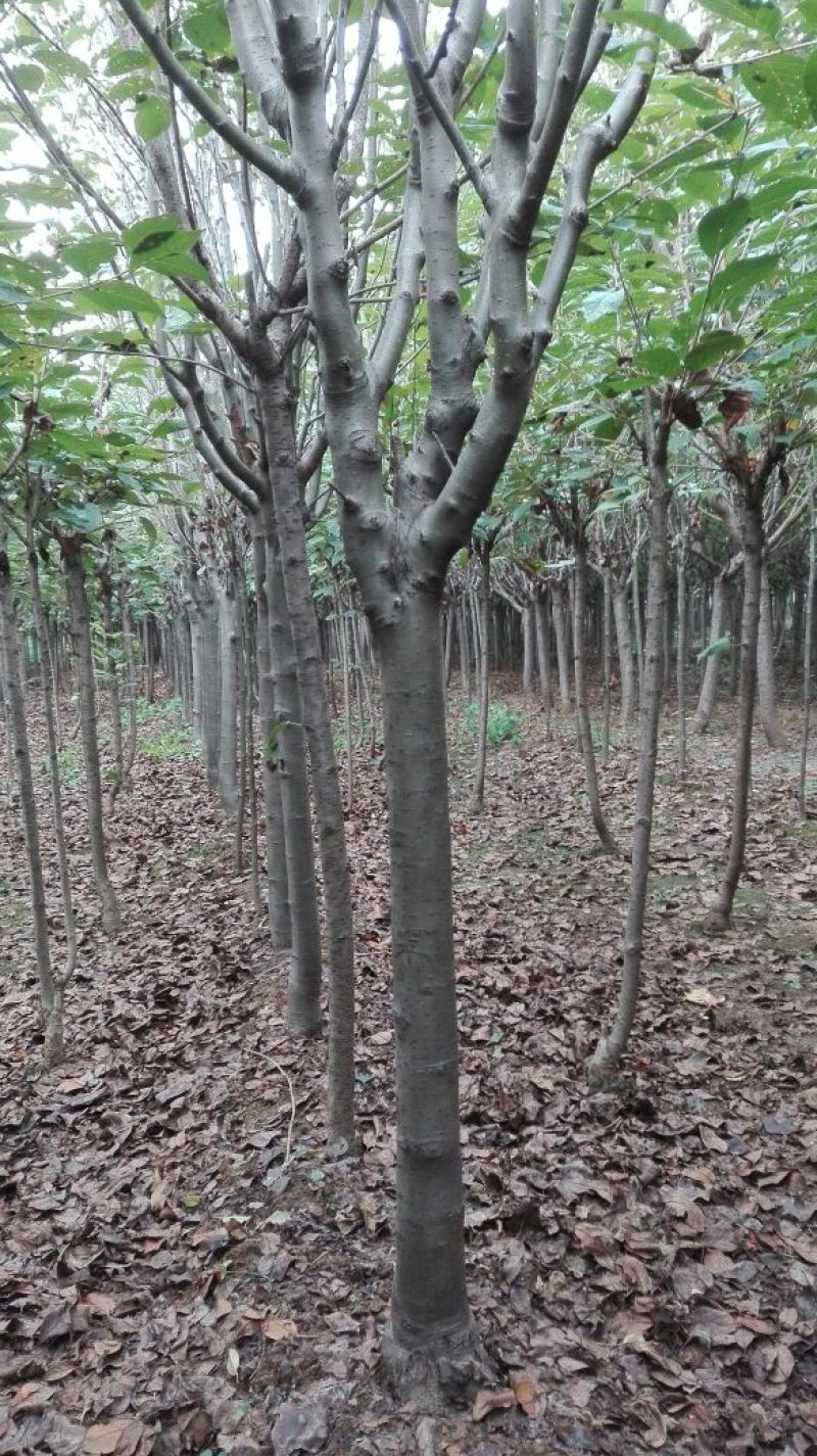 西府海棠6~8cm6~8cm6~8cm