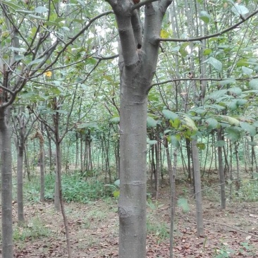 西府海棠6~8cm6~8cm6~8cm