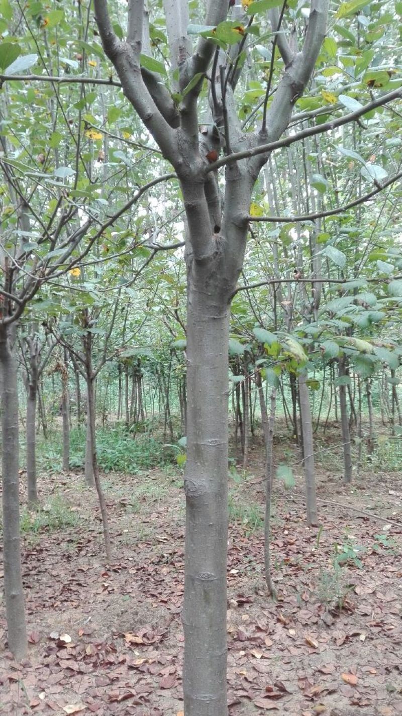 西府海棠6~8cm6~8cm6~8cm