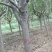 西府海棠8~10cm8~10cm8~10cm