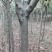 西府海棠8~10cm8~10cm8~10cm
