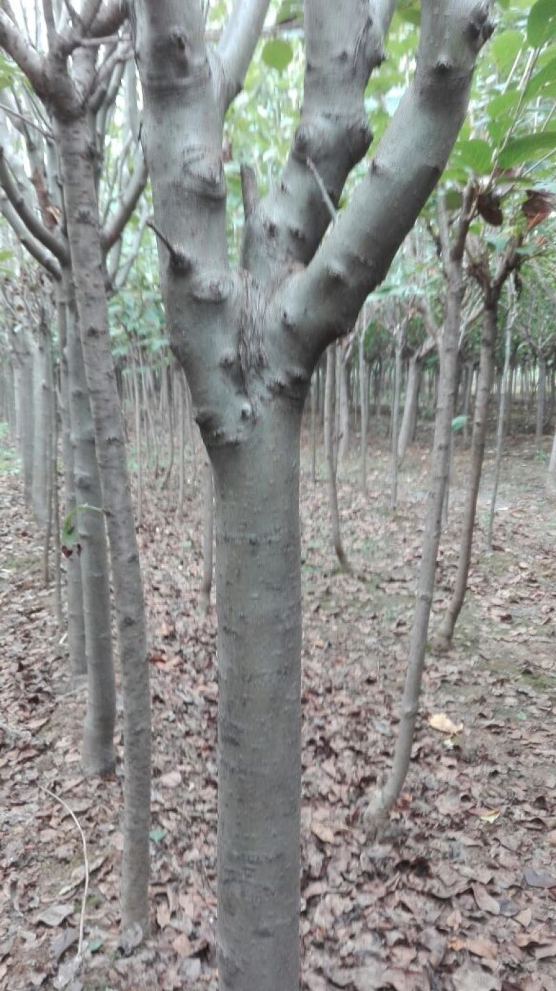 西府海棠8~10cm8~10cm8~10cm