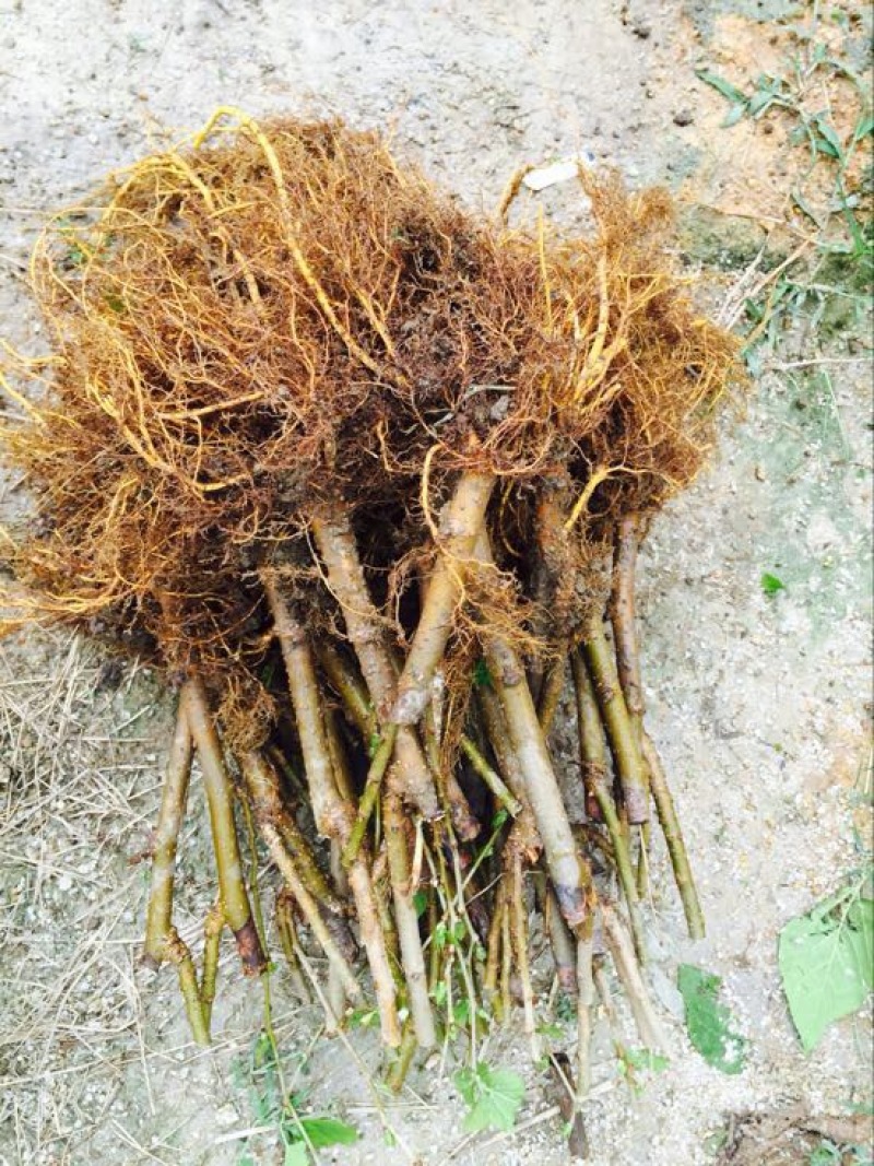 桑树苗120~140cm