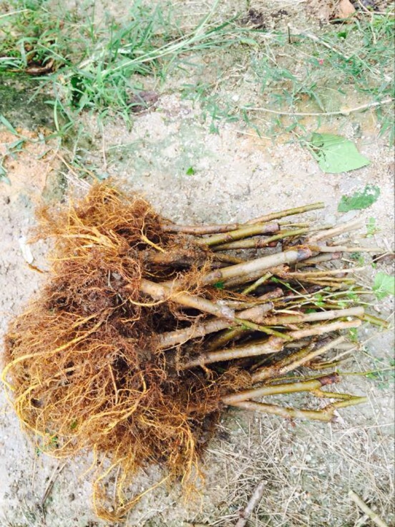 桑树苗120~140cm