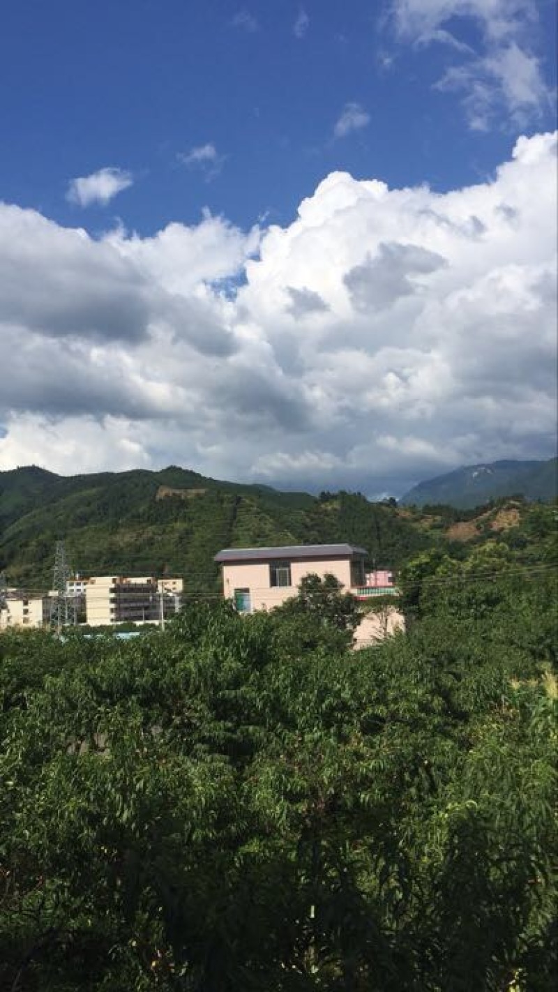 桑树苗120~140cm