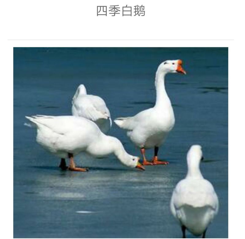 鹅苗250g以下