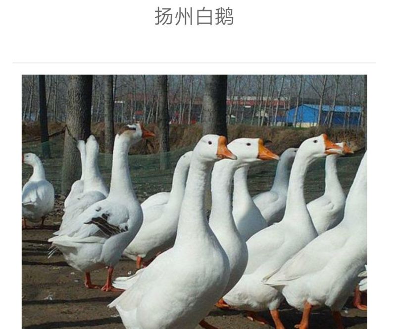 鹅苗250g以下