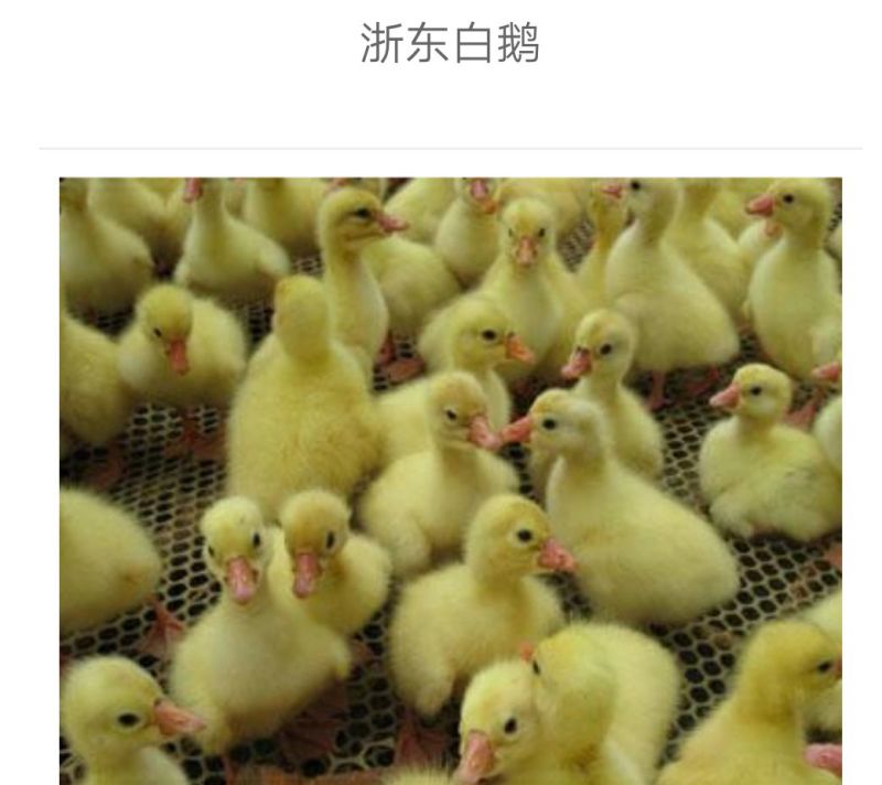鹅苗250g以下
