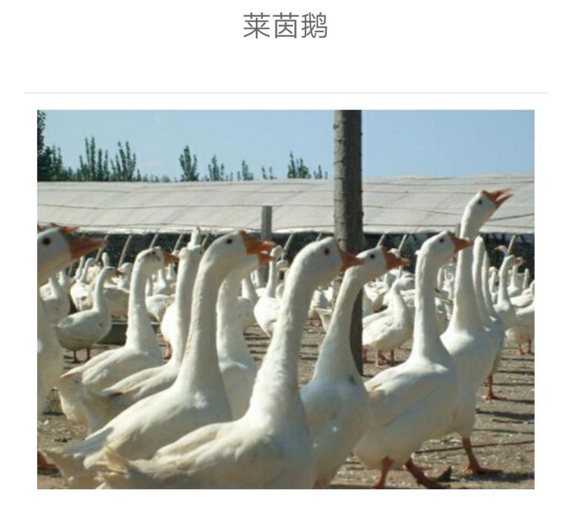 鹅苗250g以下