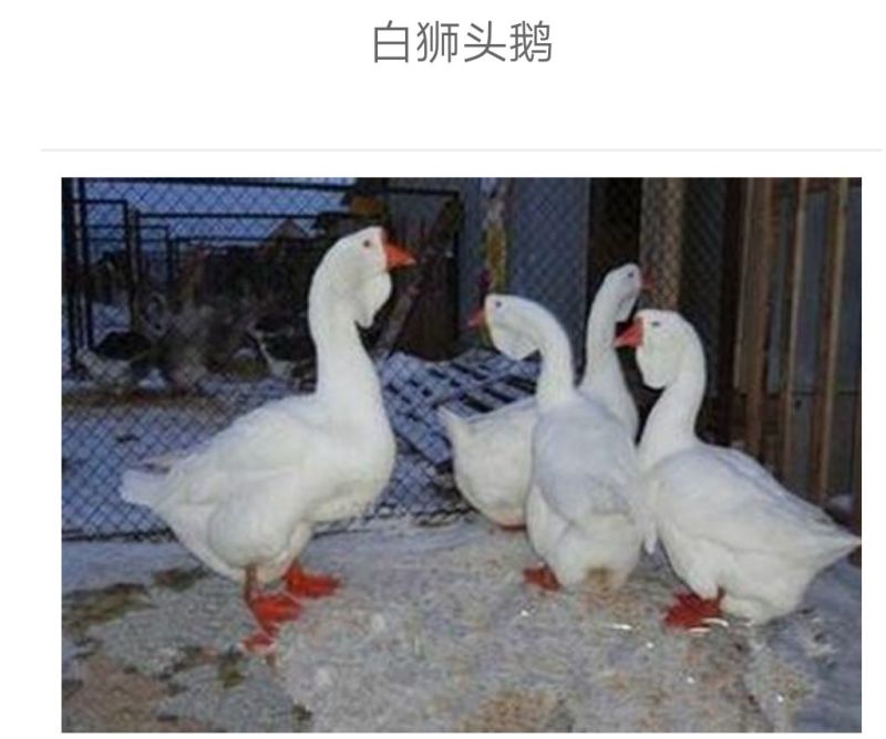 鹅苗250g以下