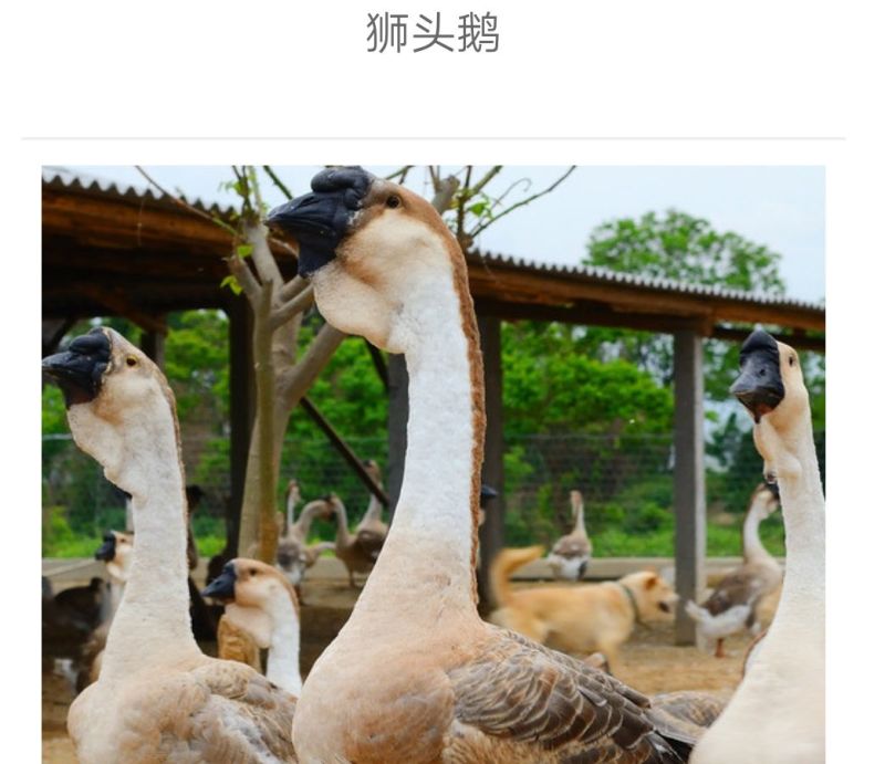 鹅苗250g以下