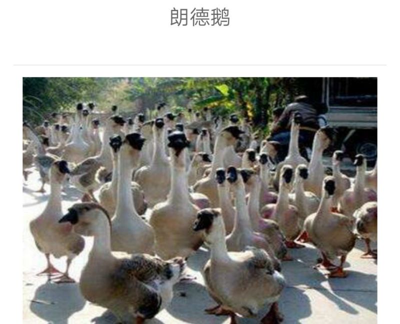 鹅苗250g以下