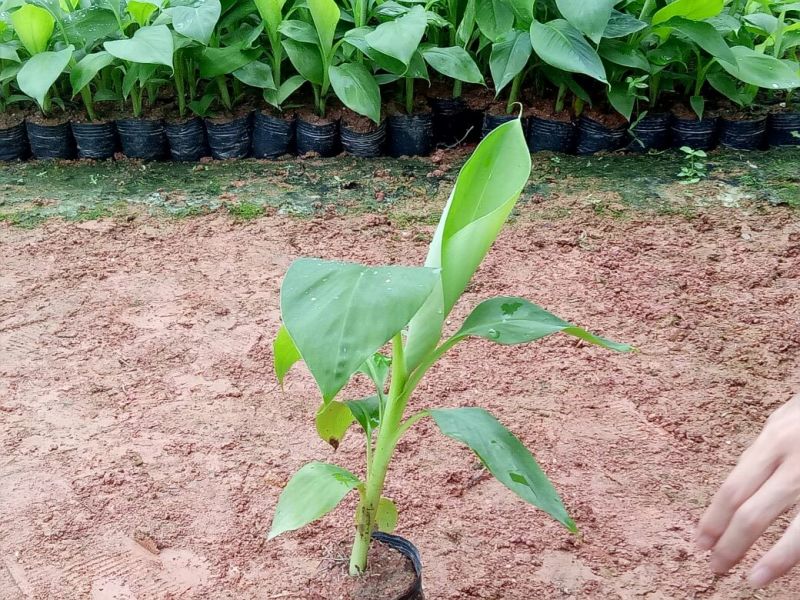 B6香蕉树苗裸根四快，带营杯发货的六快包邮