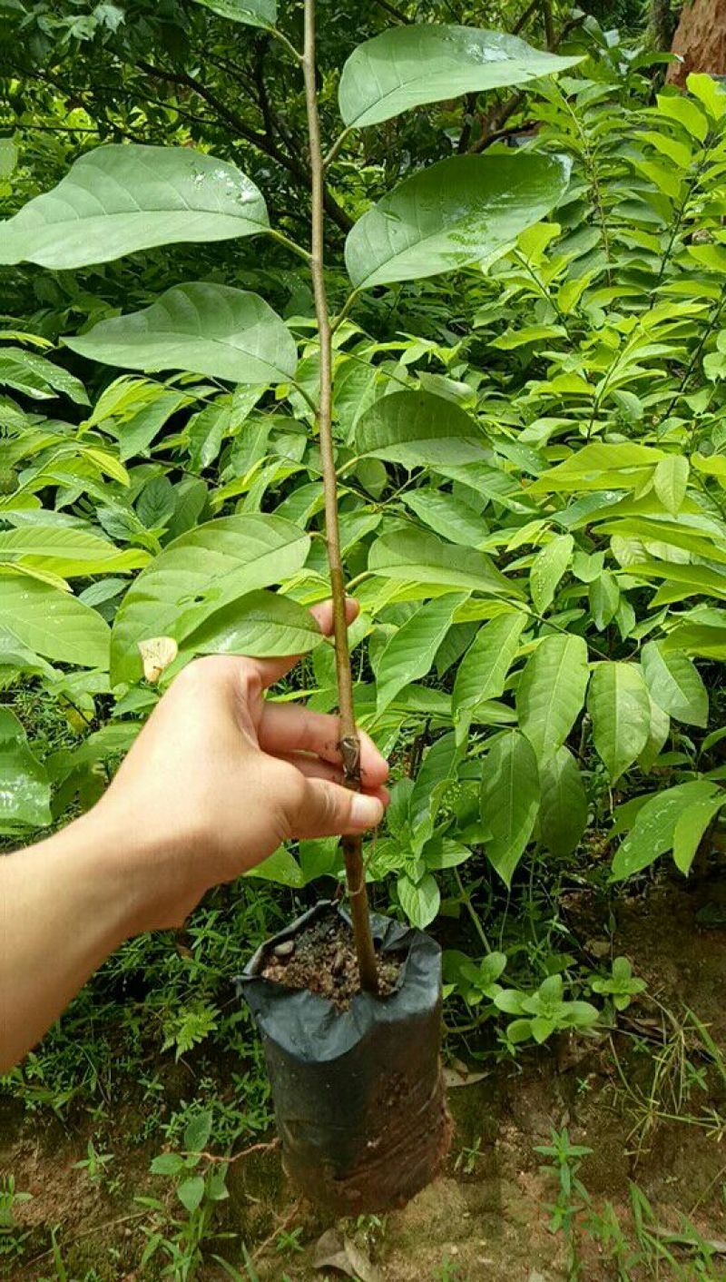 种苗水果苗释迦嫁接树苗阳台庭院均可种植包邮价