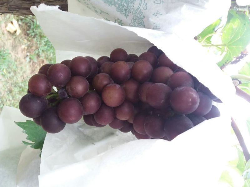 户太八号葡萄，礼泉县精品户太八号葡萄己经大量上市