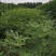 无花果树80~100cm