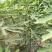 无花果树80~100cm