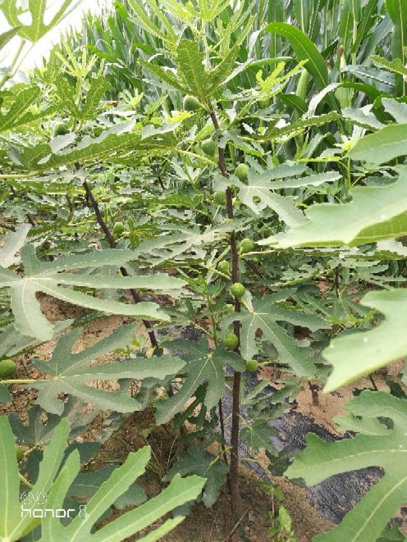 无花果树80~100cm