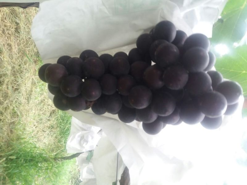 户太八号葡萄，礼泉县精品户太八号葡萄己经大量上市