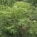 无花果树80~100cm