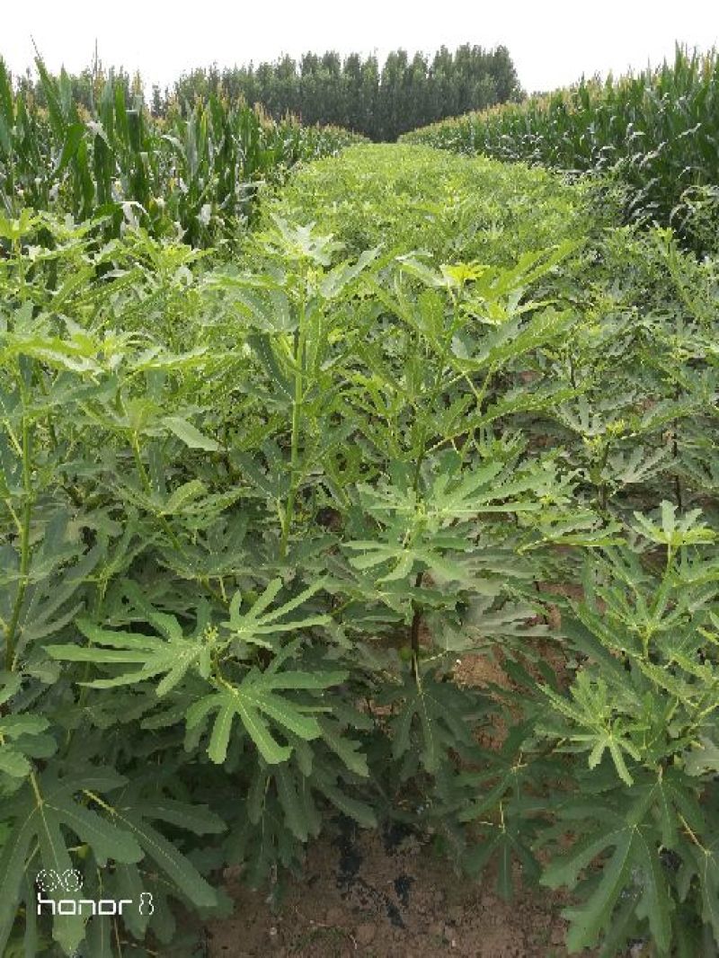 无花果树80~100cm