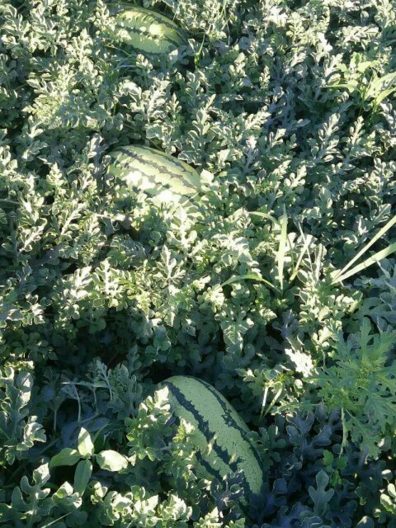 金城5号西瓜8斤打底9成熟1茬