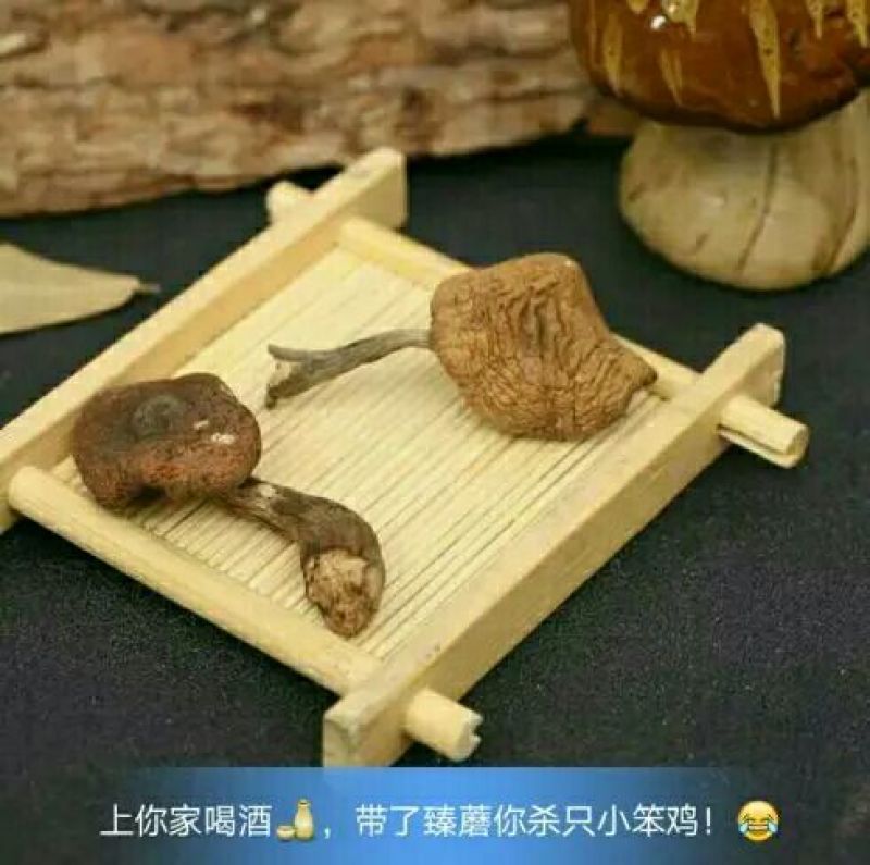 干榛蘑野生