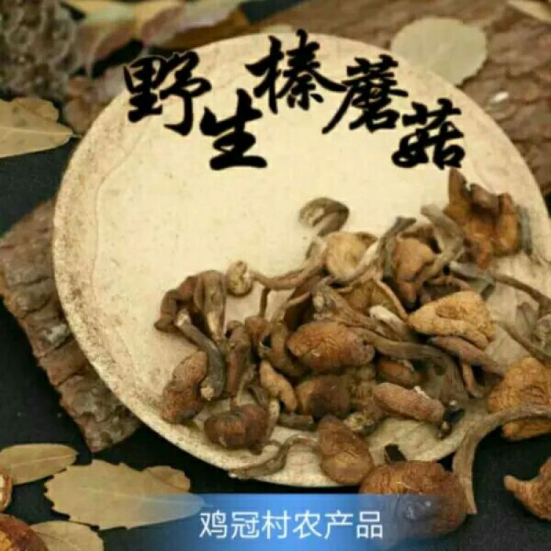 干榛蘑野生