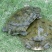 生态甲鱼2.5~3斤
