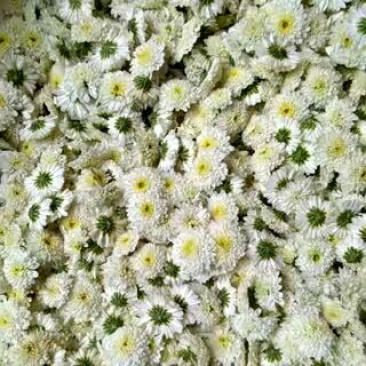 药用菊花黄山贡菊