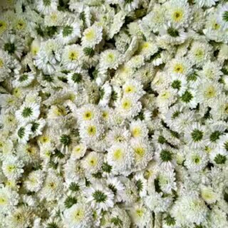 药用菊花黄山贡菊