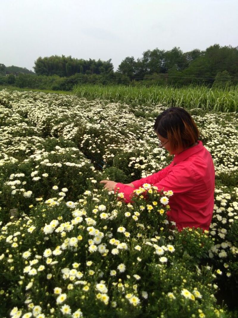 药用菊花黄山贡菊