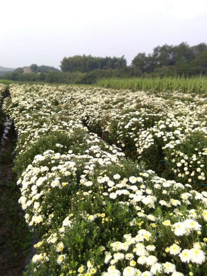 药用菊花黄山贡菊