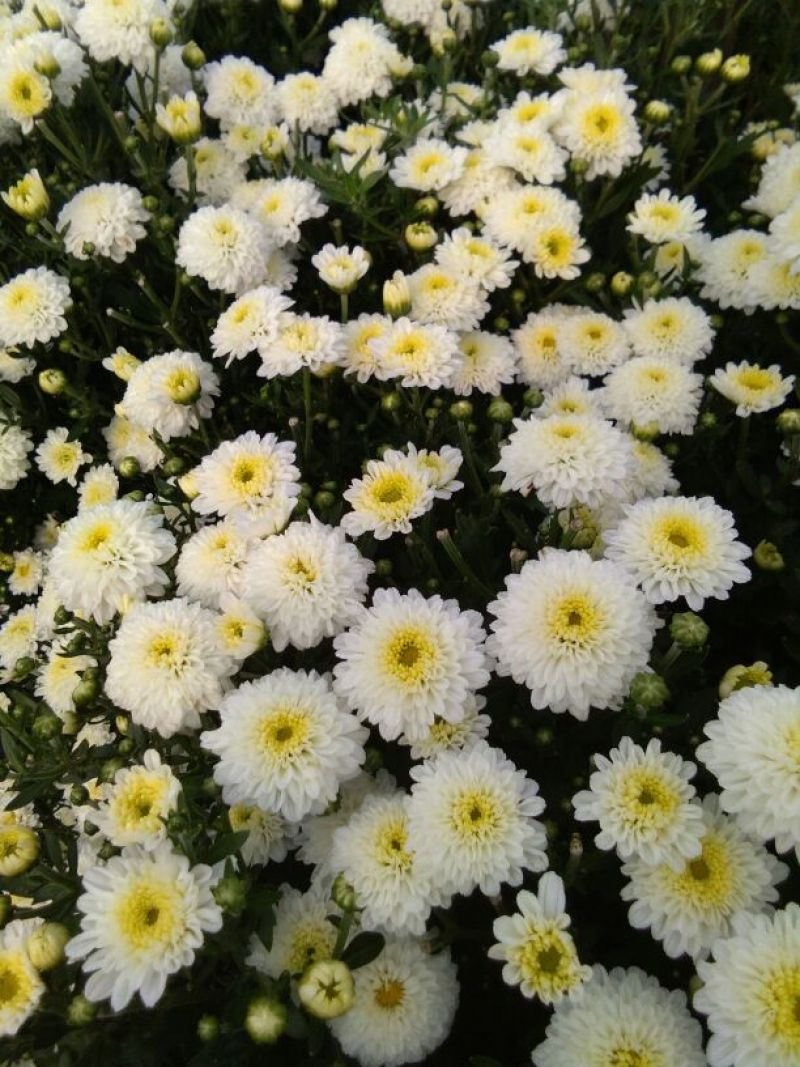 药用菊花黄山贡菊