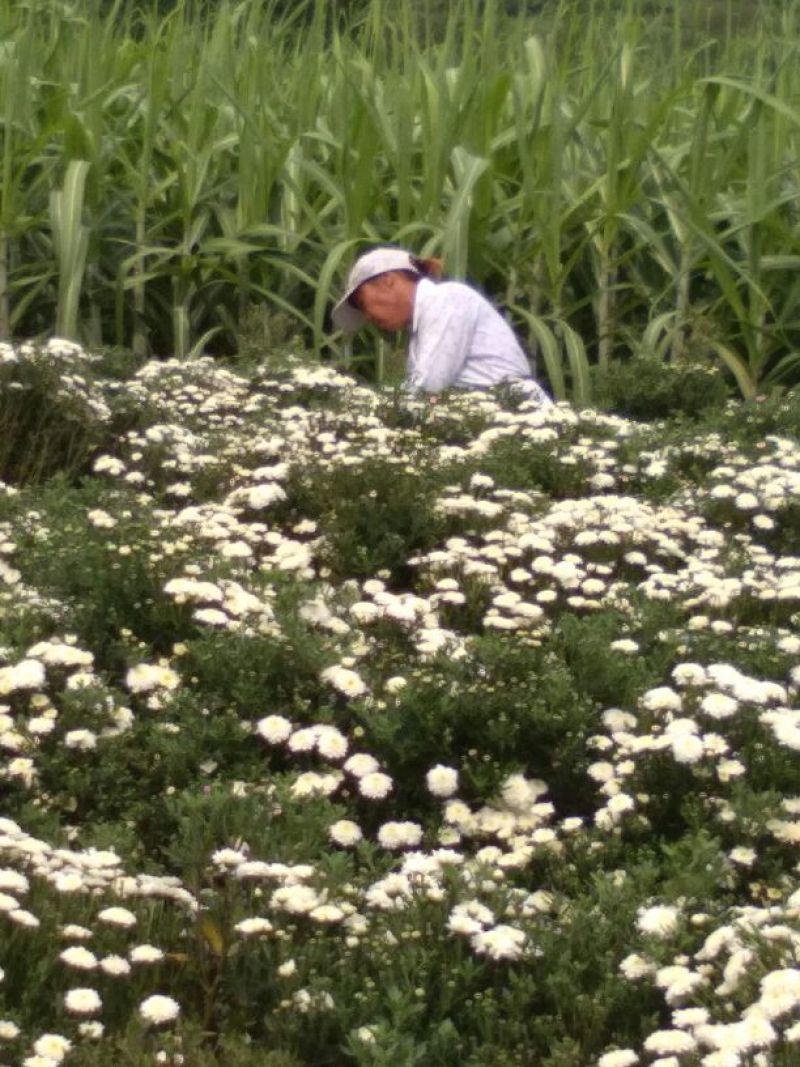 药用菊花黄山贡菊