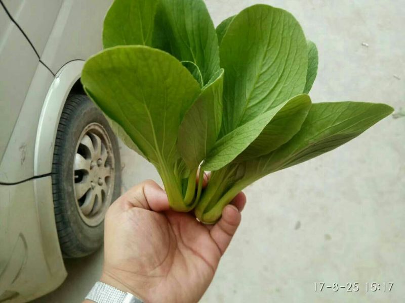 精品油菜蔬菜内有大型冷库本公司发票冷链物流配送一条龙服务