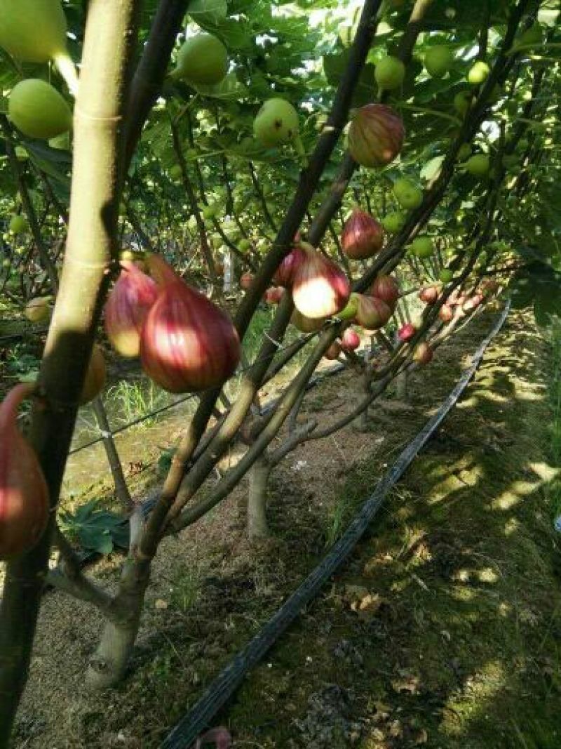 优质无花果鲜果大量上市，承接代办，常年供货，货源充足