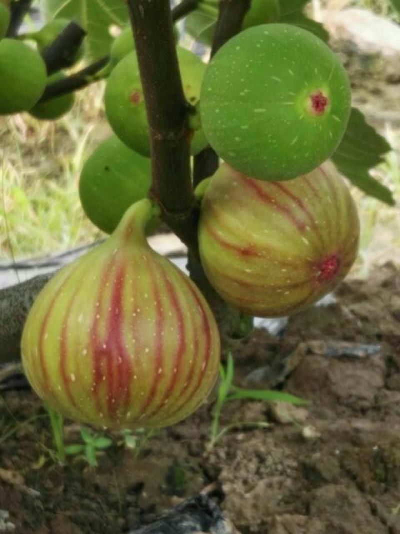 优质无花果鲜果大量上市，承接代办，常年供货，货源充足