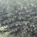 手捏纸皮核桃苗50~100cm